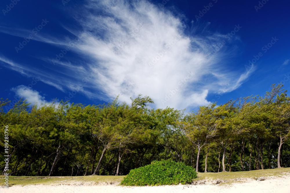 Landscape with trees and cloud on the shore of the ocean. Mauritius Island Landscape with trees and cloud on the shore of the ocean. Mauritius Island