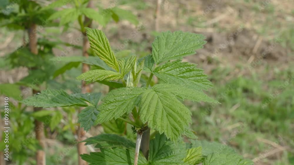 Raspberry bush in early spring. Leaves swaying in the wind Raspberry bush in early spring. Leaves swaying in the wind