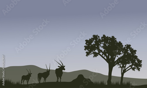 Antelope family silhouette in hills