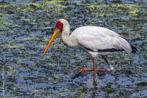 Yellow-Billed stork in Kruger National park  South Africa