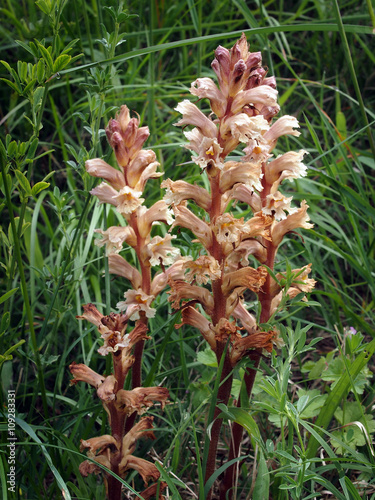 Broomrape (Orobanche sp.) in a meadow, in Italy.