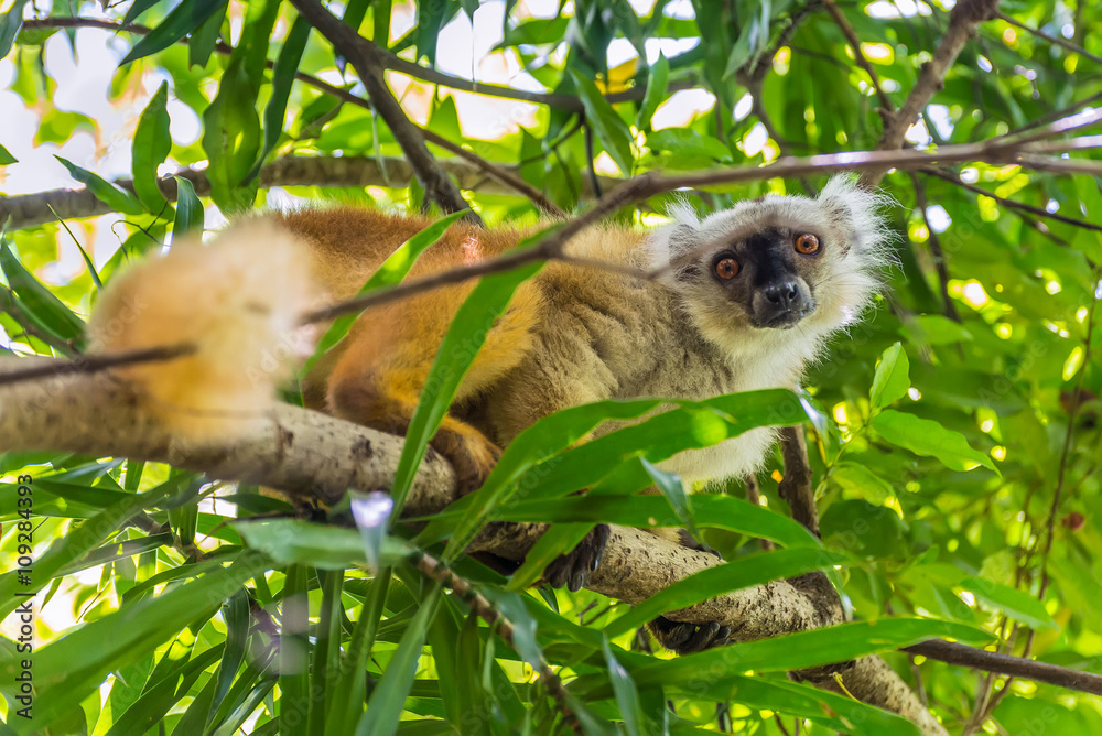 Fototapeta premium Lemur on Lokobe Strict Reserve in Nosy Be, Madagascar