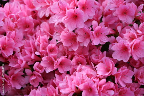 Pink Mini azalea blossoms