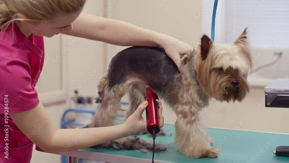 Smiling blonde woman clipping coat of little terrier on the table Smiling blonde woman clipping coat of little terrier on the table
