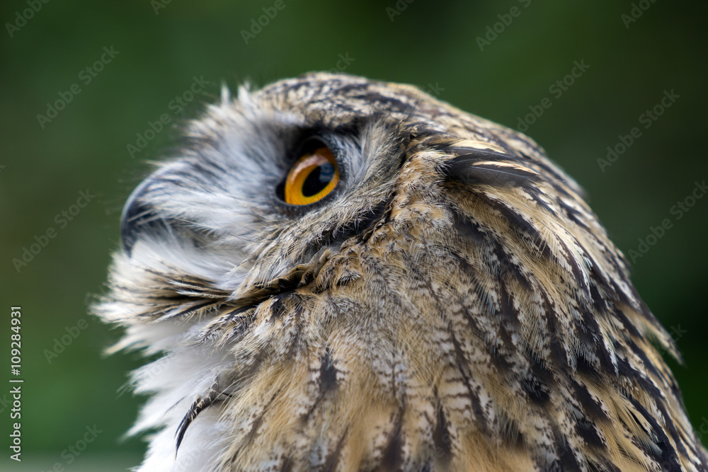 Obraz premium Eurasian Eagle-Owl (Bubo bubo)