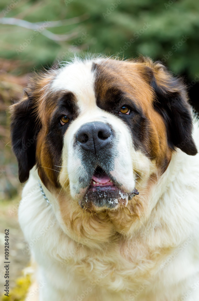 Portrait of a nice St. Bernard dog