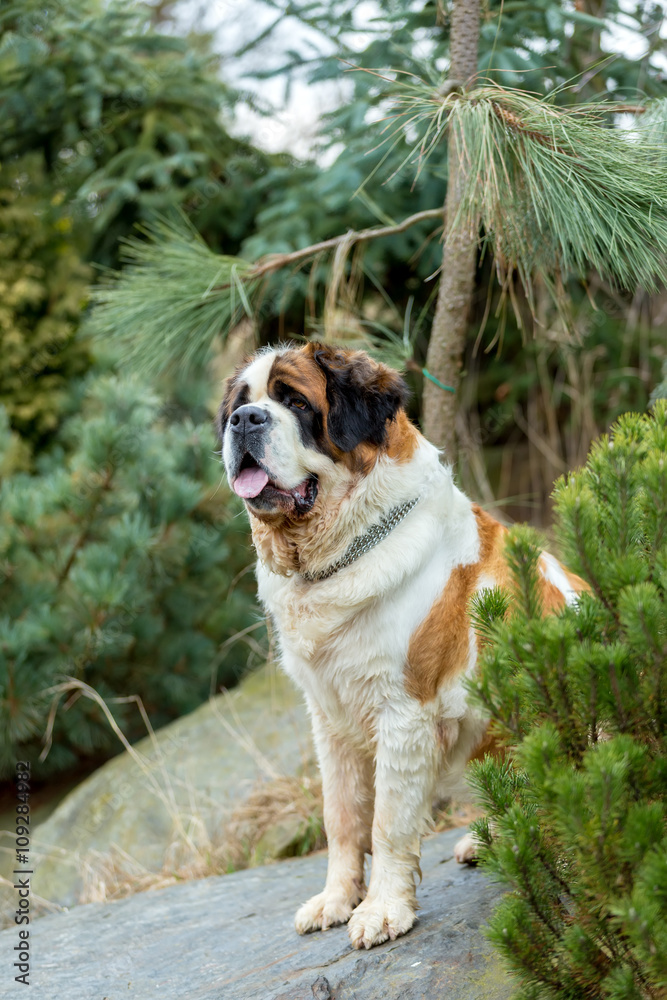 Portrait of a nice St. Bernard dog Portrait of a nice St. Bernard dog