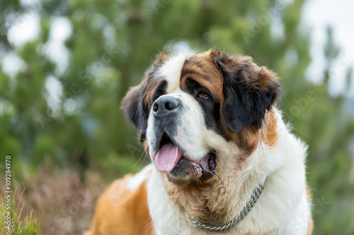 Portrait of a nice St. Bernard dog
