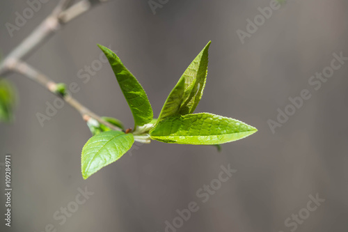 The new young leaves on a tree branch close up