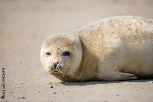 Young Harbor Seal baby