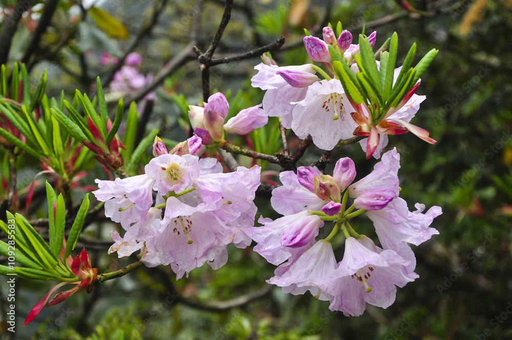 Blossoming plateau azalea flowers in spring