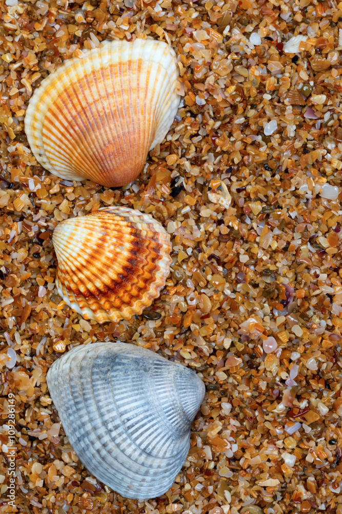 Three seashell on sand in sun day Three seashell on sand in sun day