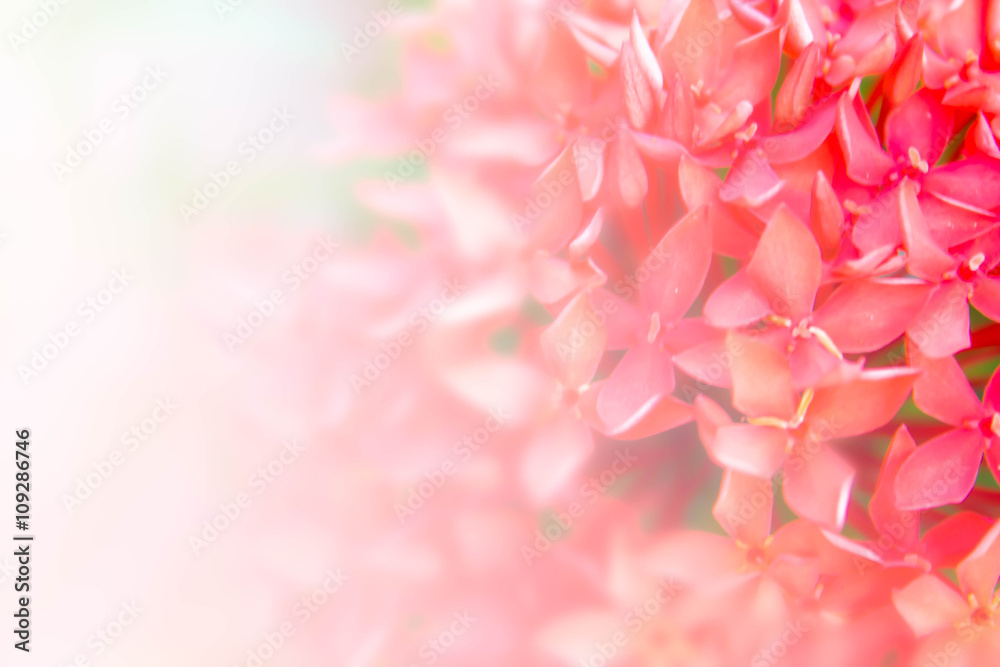 abstract blur background of red Ixora
