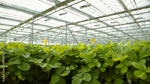 Seedlings of strawberries in the greenhouse