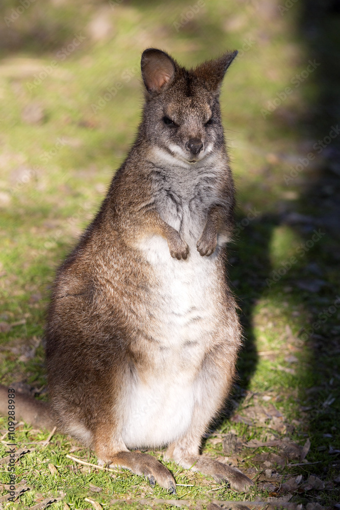 Parma wallaby, Macropus parma, they are among the small Kangaroos Parma wallaby, Macropus parma, they are among the small Kangaroos
