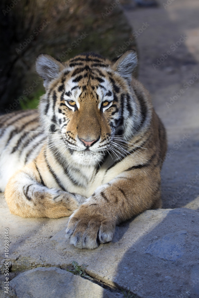 Resting young Amur tiger, Panthera tigris altaica Resting young Amur tiger, Panthera tigris altaica