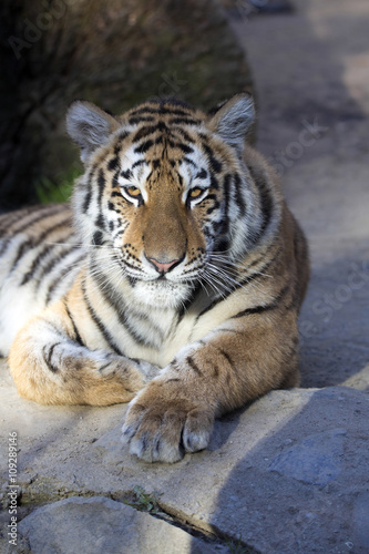 Fototapeta Naklejka Na Ścianę i Meble -  Resting young Amur tiger, Panthera tigris altaica