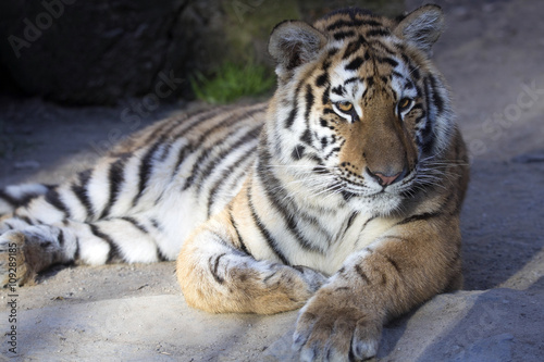 Resting young Amur tiger  Panthera tigris altaica