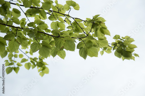 branch leaves photo