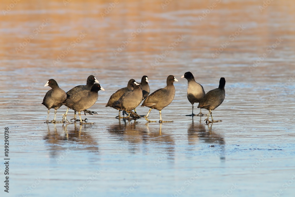 flock of common coots on icy lake