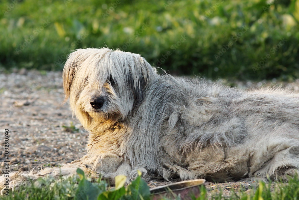 fluffy romanian shepherd dog