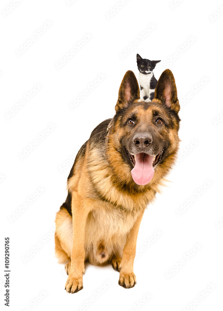 Funny German Shepherd sitting with a kitten on the head
