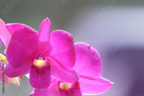 pink flowers orchid