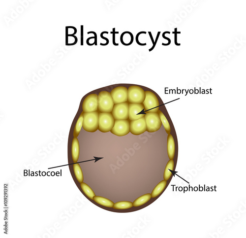 Human blastocyst. The structure of the blastocyst. Vector illustration on isolated background