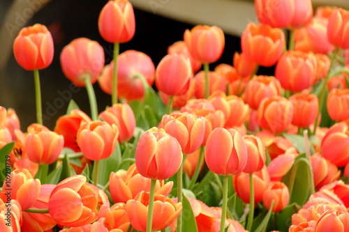 many of orange tulips background