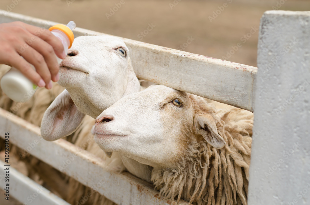 Feeding milk to sheep in the farm Feeding milk to sheep in the farm