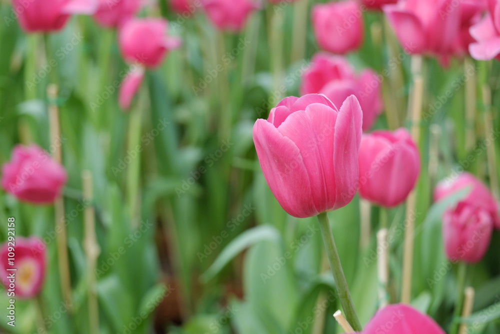 Pink tulips the garden background