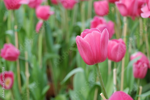 Pink tulips the garden background