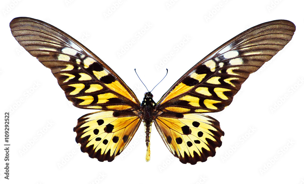 Fototapeta premium Giant African Swallowtail, Papilio Antimachus, isolated on white