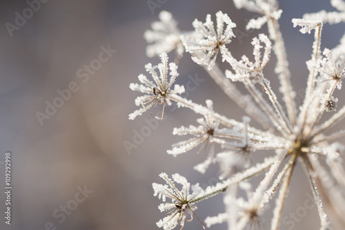 Frozen winter flower © stigaard