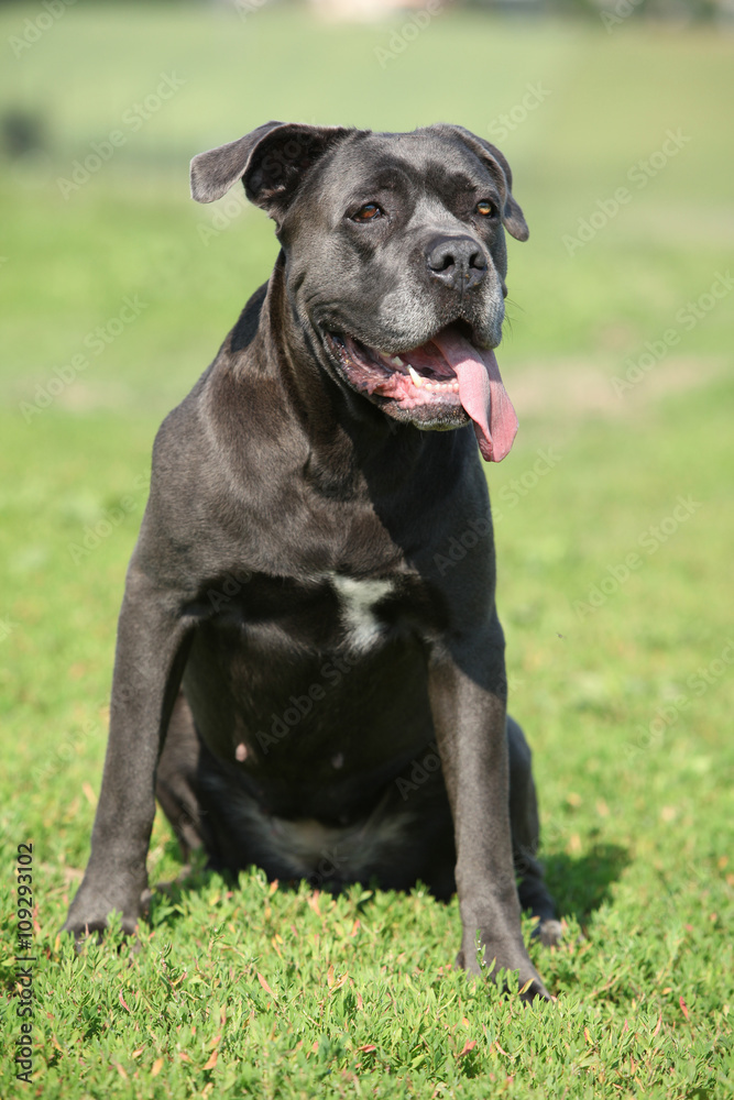 Amazing Cane Corso