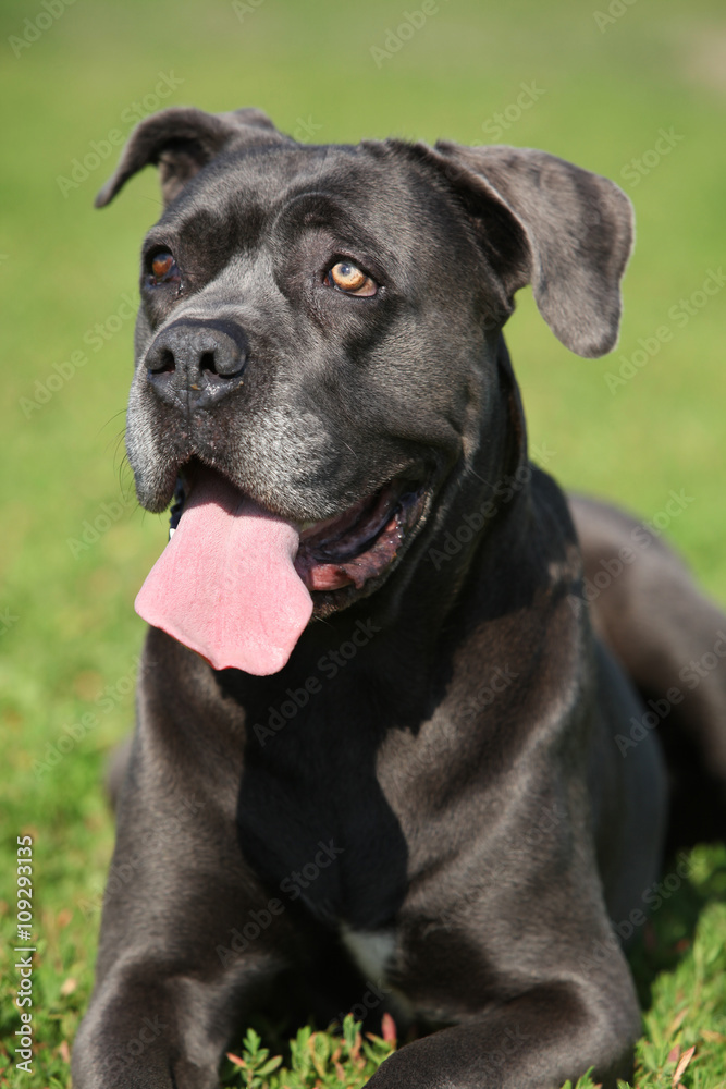 Amazing Cane Corso