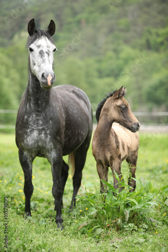 Fototapeta Naklejka Na Ścianę i Meble -  Beautiful mare with its foal on pasturage