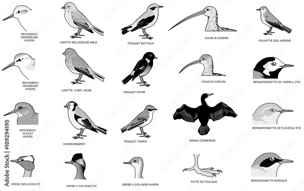 Naklejka premium Oiseaux 1