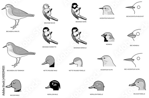 Oiseaux 3