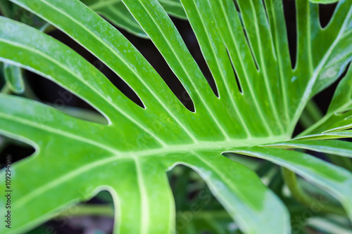 fresh green leaf