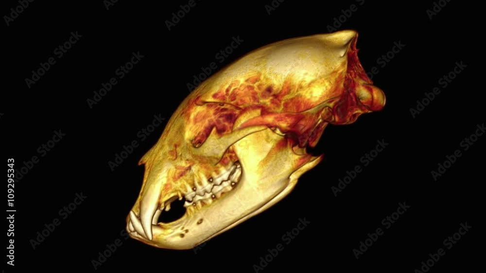 Black bear skull