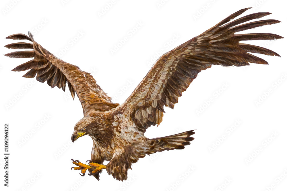 Fototapeta premium Eagle flying attack hand draw on white background vector illustration.