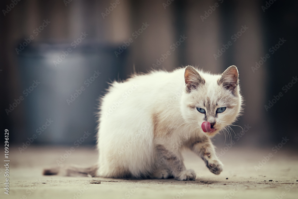 Obraz premium cute white kitten