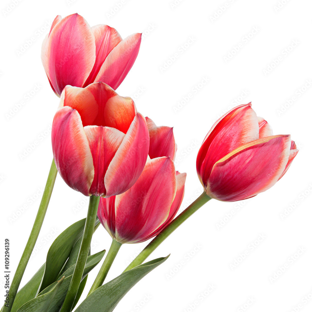 Obraz premium Flowers