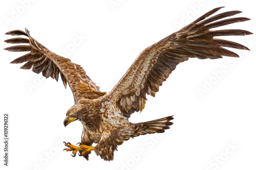Eagle flying attack hand draw on white background vector illustration.