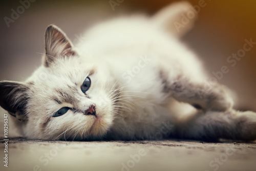 cute white kitten lying on ground