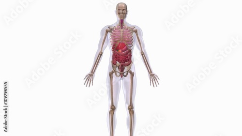 Human anatomy