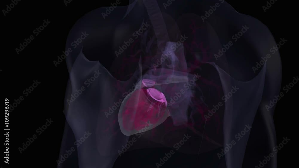 Human heart