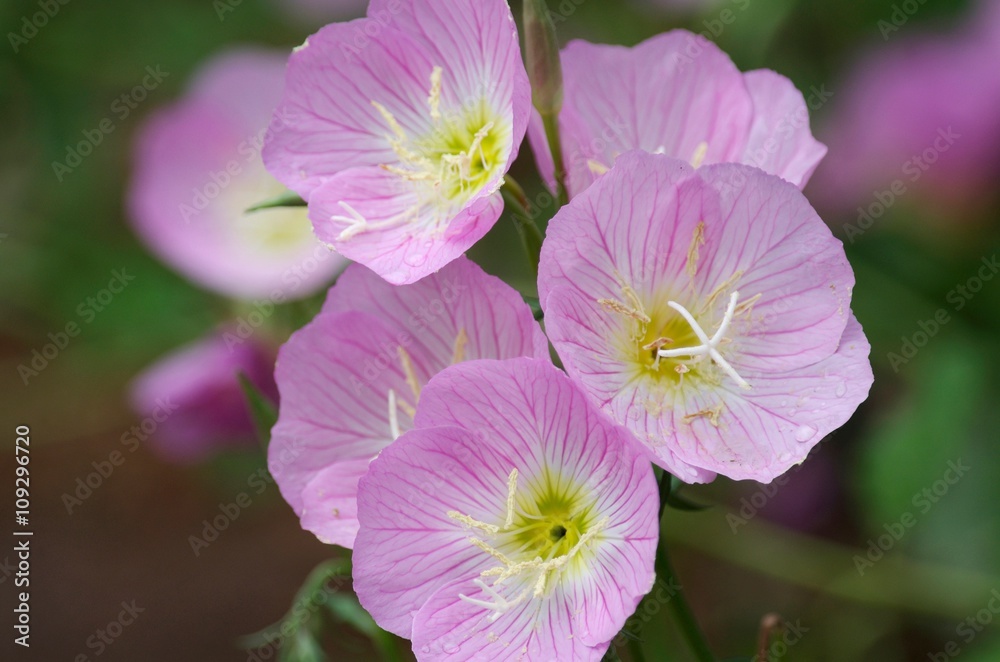 Fototapeta premium Oenothera speciosa
