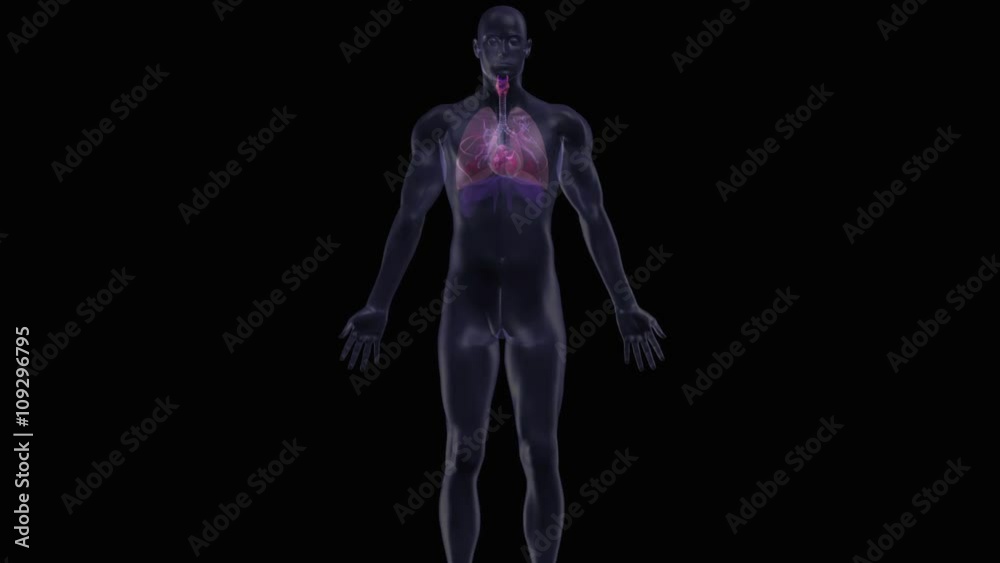 Human heart